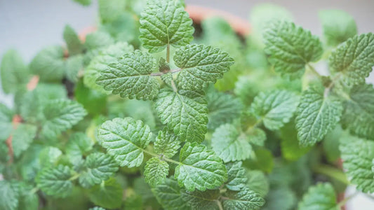 Lemon Balm: Benefits & Ingredient Information